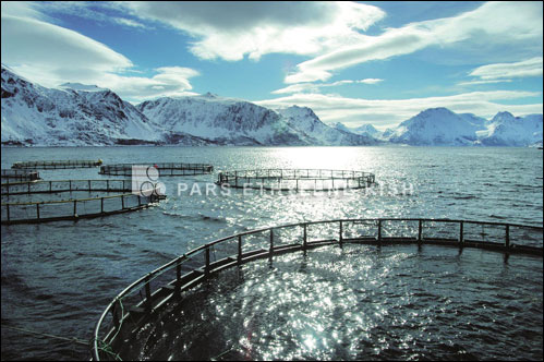 Polietileno de cultivo de peces en jaulas